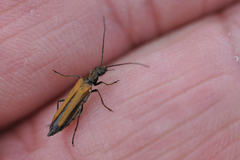 Oedemera femorata