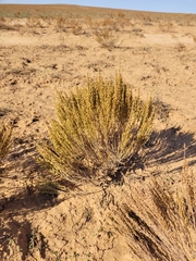 Artemisia pauciflora