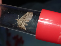 Eupithecia phoeniceata