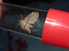 Eupithecia phoeniceata