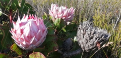 Protea cynaroides