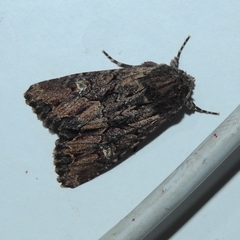 Mniotype occidentalis