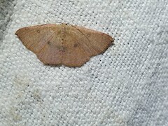 Cyclophora puppillaria