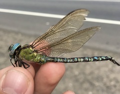 Aeshna viridis