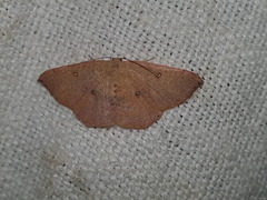 Cyclophora puppillaria
