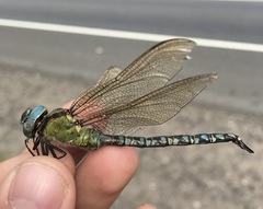 Aeshna viridis