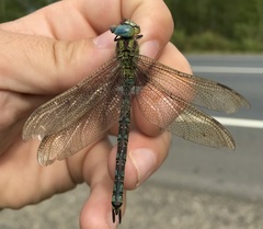Aeshna viridis