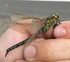 Aeshna viridis