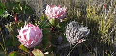 Protea cynaroides