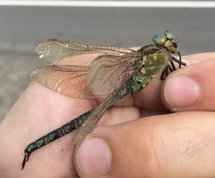 Aeshna viridis