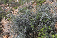 Gloveria integrifolia