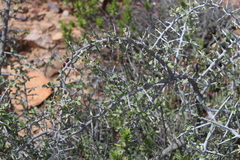 Gloveria integrifolia