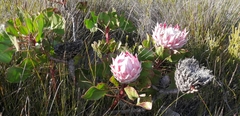 Protea cynaroides