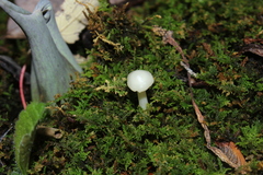 Thuidium delicatulum