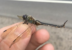 Somatochlora flavomaculata