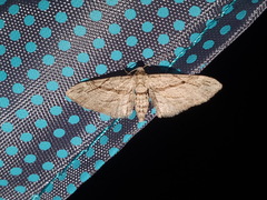 Eupithecia phoeniceata