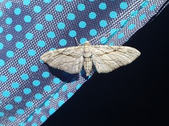 Eupithecia phoeniceata