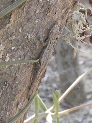 Hemidactylus mercatorius