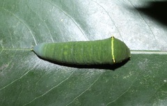 Graphium sarpedon nipponum