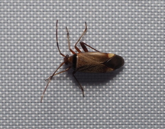 Adelphocoris vandalicus