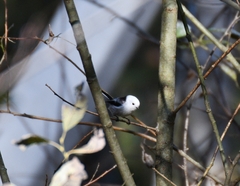 Aegithalos caudatus caudatus