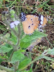 Danaus chrysippus