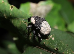 Sternuchopsis trifida