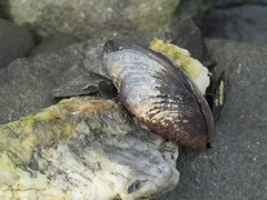 Mytilus edulis