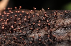 Nectria pseudotrichia