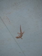 Hemidactylus frenatus