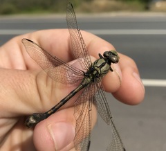 Ophiogomphus cecilia