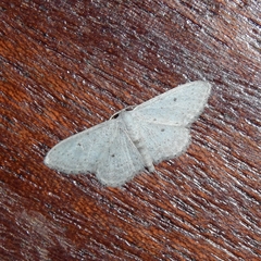Idaea minuscularia
