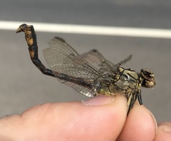 Ophiogomphus cecilia