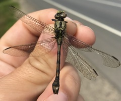 Ophiogomphus cecilia
