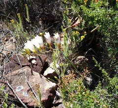 Freesia corymbosa