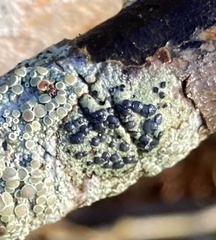 Lecidella elaeochroma