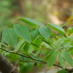 Zelkova serrata