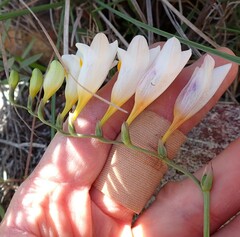Freesia corymbosa