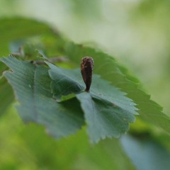 Paracolopha morrisoni
