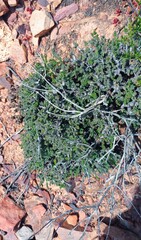 Pelargonium alternans