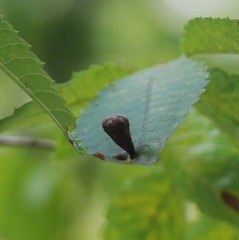 Paracolopha morrisoni