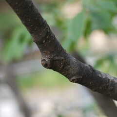 Zelkova serrata