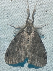 Dasychira vagans