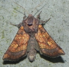 Papaipema impecuniosa