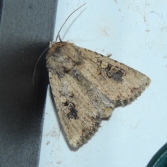 Mythimna languida