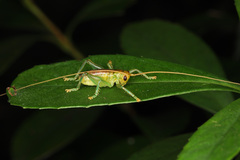 Gryllacrididae