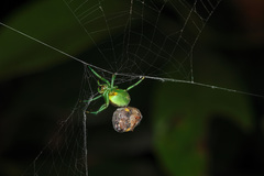 Bijoaraneus mitificus