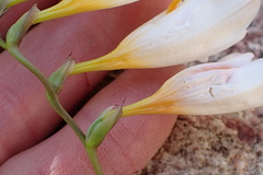 Freesia corymbosa
