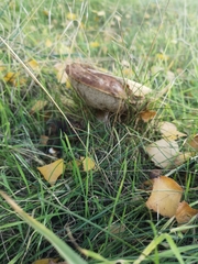 Leccinum scabrum