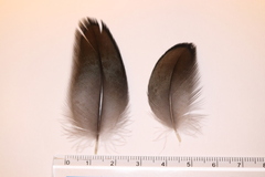 Phalacrocorax carbo hanedae